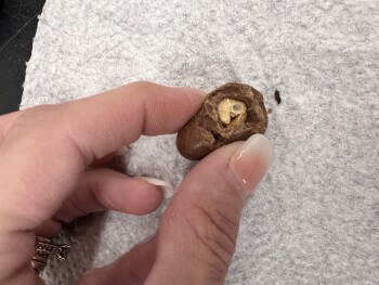 Consumer Food Safety Report Family Dollar, East Main Street, Salem, KY, USA Bought a bag of chocolate covered cashews and found... photo #2