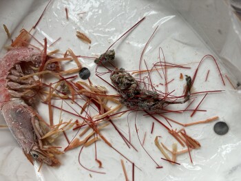 Consumer Review - Food Safety Lidl Tavira, Largo de Santo Amaro, Tavira, Portugal Ich habe eine Packung gefrorene Gambas gekauft u... photo #2