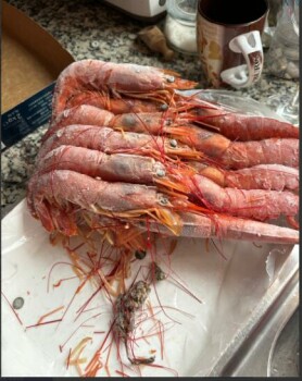 Consumer Review - Food Safety Lidl Tavira, Largo de Santo Amaro, Tavira, Portugal Ich habe eine Packung gefrorene Gambas gekauft u... photo #4