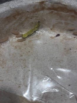 消费者食品安全报告 Walmart Supercenter, South Broadway Avenue, Tyler, Texas, USA A worm found in Maria Callendar Brocco... 照片 #2