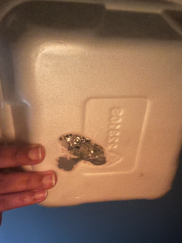 消费者评论 - 食品安全 Cook Out, Patton Avenue, Asheville, NC, USA My friend and I received burnt plastic containers. Felt... 照片 #1