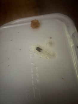 消费者评论 - 食品安全 Cook Out, Patton Avenue, Asheville, NC, USA My friend and I received burnt plastic containers. Felt... 照片 #2