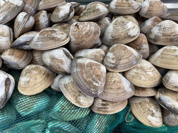 نذكر الطعام Shellstock Oyster recalled due to Norovirus Contamination Update April 17, 2026:
The U.S. Food and... صورة فوتوغرافية #1