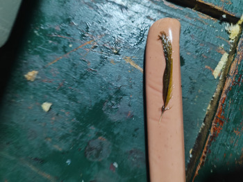 Avis du consommateur - Sécurité alimentaire Salchicha, Cartago Province, Paraíso, Costa Rica El pasado sábado me salió una pluma de algún animal... photo #2