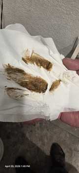 Avaliação do consumidor - Segurança alimentar Sonic Drive-In, West Pine Street, Deming, NM, USA extremely sick throwing up vomiting diarrhea stoma... foto #1