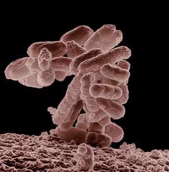 Outbreak Escherichia Coli Outbreak Investigation linked to Ground Beef Update May 27th, 2026: 
FSIS has upda... photo #2