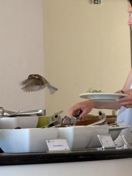 Consumer Food Safety Report AluaSoul Zakynthos, Tragaki, Greece Birds all over hotel buffet whilst I was on holiday. Bird faeces... photo #4