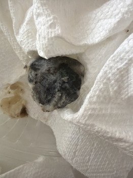 مراجعة المستهلك - سلامة الغذاء Black-eyed Pea, Crown Crest Boulevard, Parker, CO, USA I got bad food poisoning from Blabk Eyed Zoe’... صورة فوتوغرافية #2