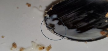 Consumer Review - Food Safety Sara Lee Cheesecake Crust Just bought a frozen Sara Lee Cheesecake for my son's birthday. When cutti... photo #11