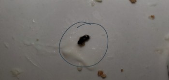 Consumer Review - Food Safety Sara Lee Cheesecake Crust Just bought a frozen Sara Lee Cheesecake for my son's birthday. When cutti... photo #12