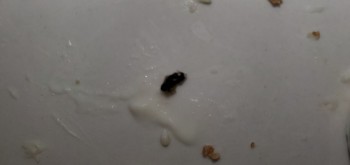 Consumer Review - Food Safety Sara Lee Cheesecake Crust Just bought a frozen Sara Lee Cheesecake for my son's birthday. When cutti... photo #13