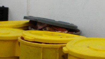 Informe de seguridad alimentaria del consumidor Walmart Supercenter, Lapalco Boulevard, Marrero, LA, USA The meat department is completely hazardous... foto #34