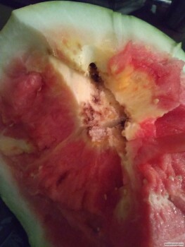 Consumer Review - Food Safety Walmart Supercenter, 150 West El Dorado Boulevard, Friendswood, TX, USA I purchased a watermelon. Af... photo #2