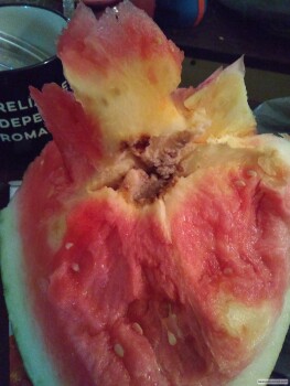 Consumer Review - Food Safety Walmart Supercenter, 150 West El Dorado Boulevard, Friendswood, TX, USA I purchased a watermelon. Af... photo #3