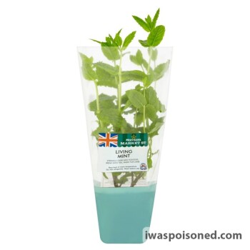 Food Recall Market Street Living Herbs - recalled because of possible Listeria monocytogenes contamination FSA a... photo #6