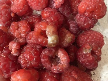 Consumer Review - Food Safety Publix Super Market at Nokomis Village, North Tamiami Trail, Nokomis, FL, USA Raspberries  Washed co... photo #2