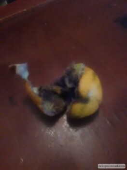 Consumer Review - Food Safety Tuck shop, Jouberton, Klerksdorp, South Africa I brought orange from tuck shop next my house.,i suck... photo #2