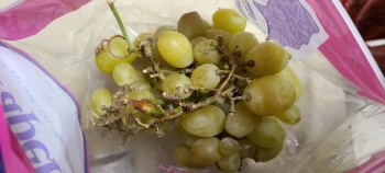 Consumer Review - Food Safety Fred Meyer, 196th Street Southwest, Lynnwood, WA, USA Grapes Purchased grapes early this afternoon a... photo #2