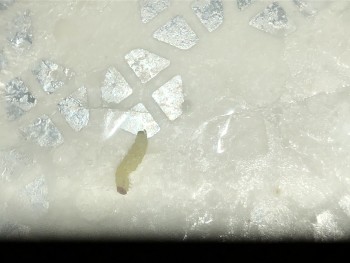 消费者评论 - 食品安全 Kroger, West 71st Street, Indianapolis, IN, USA Marie Calendar pasta meal. Maggots found after consu... 照片 #8