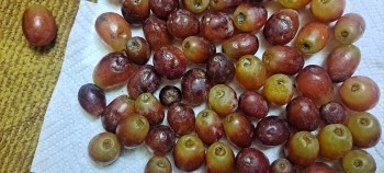 Reseña del consumidor - Seguridad alimentaria Red Grapes, Sprouts Farmers Market, East Hillside Drive, Broken Arrow, OK, USA Grapes covered in mol... foto #2