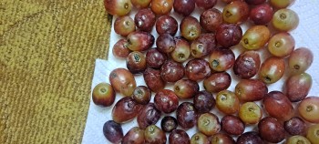 Reseña del consumidor - Seguridad alimentaria Red Grapes, Sprouts Farmers Market, East Hillside Drive, Broken Arrow, OK, USA Grapes covered in mol... foto #3