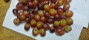 Reseña del consumidor - Seguridad alimentaria Red Grapes, Sprouts Farmers Market, East Hillside Drive, Broken Arrow, OK, USA Grapes covered in mol... foto #4