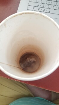 Consumer Review - Food Safety Starbucks, West Channel Islands Boulevard, Port Hueneme, CA, USA I had a triple shot venti Mocha, ho... photo #2