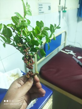 Consumer Review - Food Safety Unknown Seeds, Abbottabad, Pakistan My nephew ate unknown seeds, there are no more blood work test r... photo #7