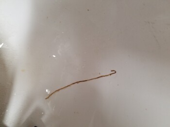 Rapport de sécurité alimentaire du consommateur Tsing Tsao South, Fleur Drive, Des Moines, IA, USA Found horse hair worm. photo #2