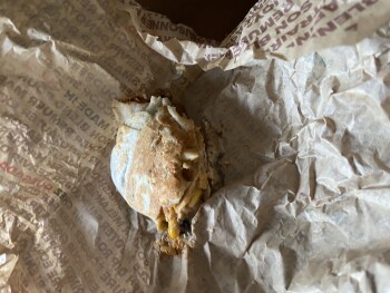 Consumer Review - Food Safety Quesada, 4th Avenue, St. Catharines, ON, Canada Got a burrito with my girlfriend ate about half rice... photo #3