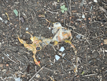 Avis du consommateur - Sécurité alimentaire McDonald's Birmingham - Small Heath, Coventry Road, Small Heath, Birmingham, UK Chicken was like jel... photo #2