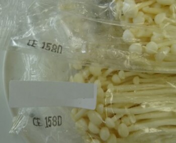 Food Recall Jongilpoom Enoki Mushroom - recalled due to Listeria monocytogenes UPDATE September 29, 2021

The CF... photo #3