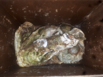 Consumer Review - Food Safety IGA Saint-Lazare, Chemin Sainte Angélique, Saint-Lazare, QC, Canada A raw malpeque oyster Just mysel... photo #4