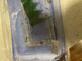 Consumer Review - Food Safety Ralphs, McBean Parkway, Valencia, CA, USA Sushi Roll from here on 11/12/2021
Stomach ache, cramping... photo #4