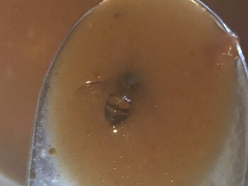 Consumer Review - Food Safety ShopRite of Brooklawn, Browning Lane, Brooklawn, NJ, USA This has to do with Rao’s brand soup that I... photo #2