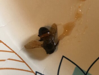 Consumer Review - Food Safety ShopRite of Brooklawn, Browning Lane, Brooklawn, NJ, USA This has to do with Rao’s brand soup that I... photo #3