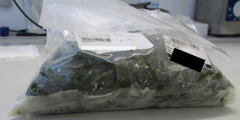 Retiro de alimentos Alge Kelp Streifen seaweed - recalled due to high level of iodine The FSAI announced the recall of... foto #2