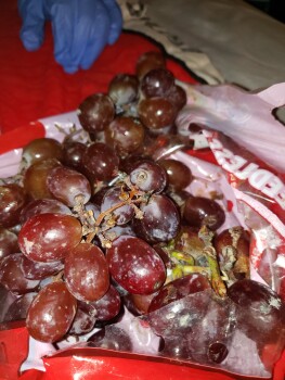 Avis du consommateur - Sécurité alimentaire Grapes, Schnucks Dorsett, Dorsett Road, Maryland Heights, MO, USA I ate some bad red grapes. They we... photo #2