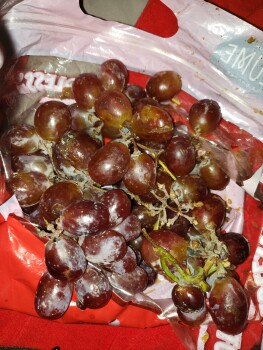 Avis du consommateur - Sécurité alimentaire Grapes, Schnucks Dorsett, Dorsett Road, Maryland Heights, MO, USA I ate some bad red grapes. They we... photo #3