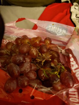 Avis du consommateur - Sécurité alimentaire Grapes, Schnucks Dorsett, Dorsett Road, Maryland Heights, MO, USA I ate some bad red grapes. They we... photo #4