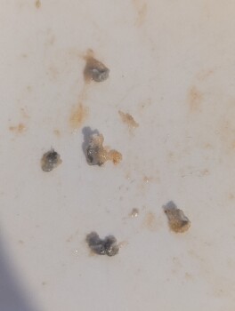 Consumer Review - Food Safety Alfredo Bio Pizza Pocket, Lidl, Martyr's Road, Nenagh South, Nenagh, County Tipperary, Ireland Plast... photo #1