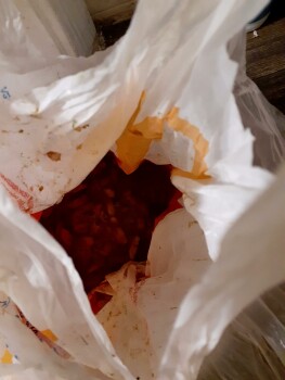 Consumer Review - Food Safety Wendy's, East Hampton Avenue, Mesa, AZ, USA On Tuesday night 04/19/22,I purchased and ate a 4 for 4(... photo #1