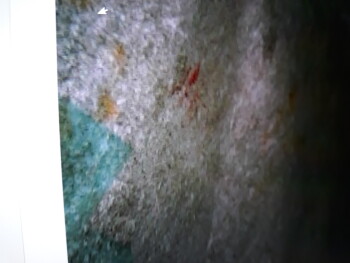 Bericht über die Lebensmittelsicherheit der Verbraucher Taco Bell, Tacoma, WA 98445, USA Blood on my wrapper Foto #10