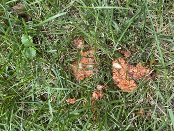 Consumer Review - Food Safety Wendy's, 183rd Street, Tinley Park, IL, USA eating the hamburger i have the receipt. It happened on... photo #1