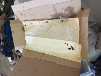 Consumer Review - Food Safety Domino's Pizza, North Anderson Street, Ellensburg, WA, USA Got cheesy bread sticks and the chicken a... photo #1