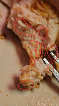 Consumer Review - Food Safety Texas Roadhouse, West Ridge Road, Rochester, NY, USA On 11/18/2022 around 7pm my family and I went t... photo #14