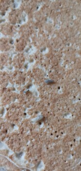 Consumer Review - Food Safety Tesco Salford, Pendleton Way, Salford, UK ABRA-CA-DEBORA pancakes Recall of pancakes bought them fro... photo #2