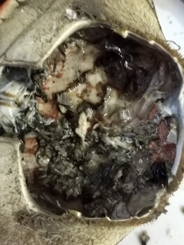 Consumer Food Safety Report Crab, London, UK Home, Just cooked crab and eaten some but inside the shell it was very black photo #2