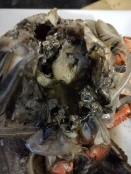 Consumer Food Safety Report Crab, London, UK Home, Just cooked crab and eaten some but inside the shell it was very black photo #3