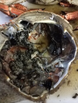 Consumer Food Safety Report Crab, London, UK Home, Just cooked crab and eaten some but inside the shell it was very black photo #5